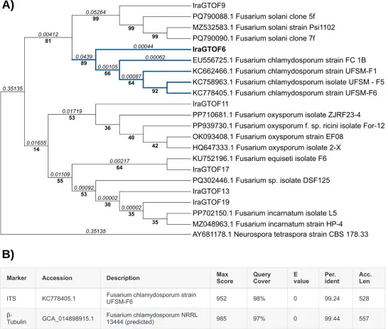 Fig 1_Fusarium