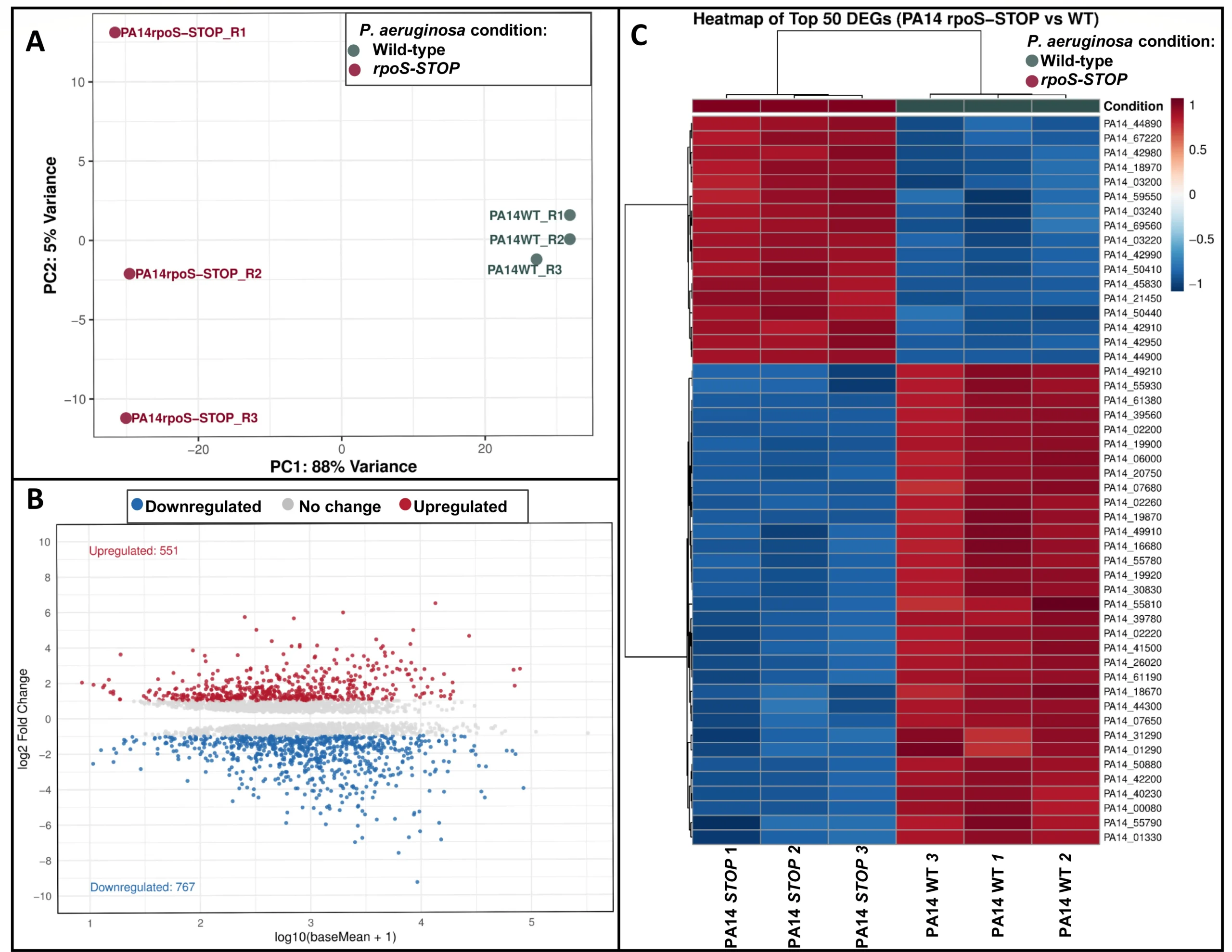 Fig 1_Pseudomonas aeruginosa