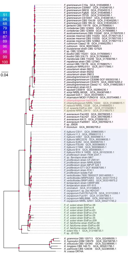 Fig 3_Fusarium