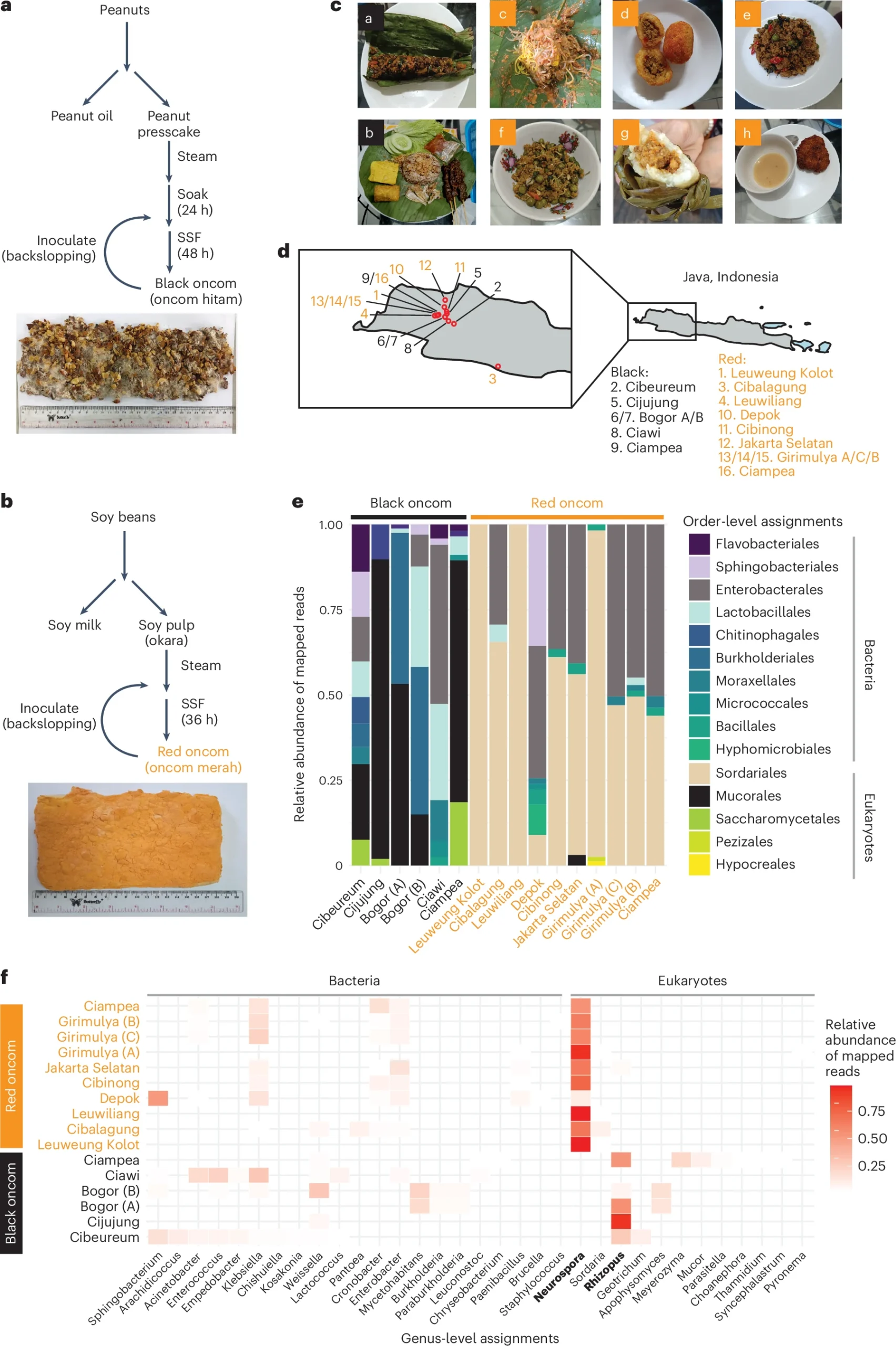 Fig 1_Neurospora intermedia
