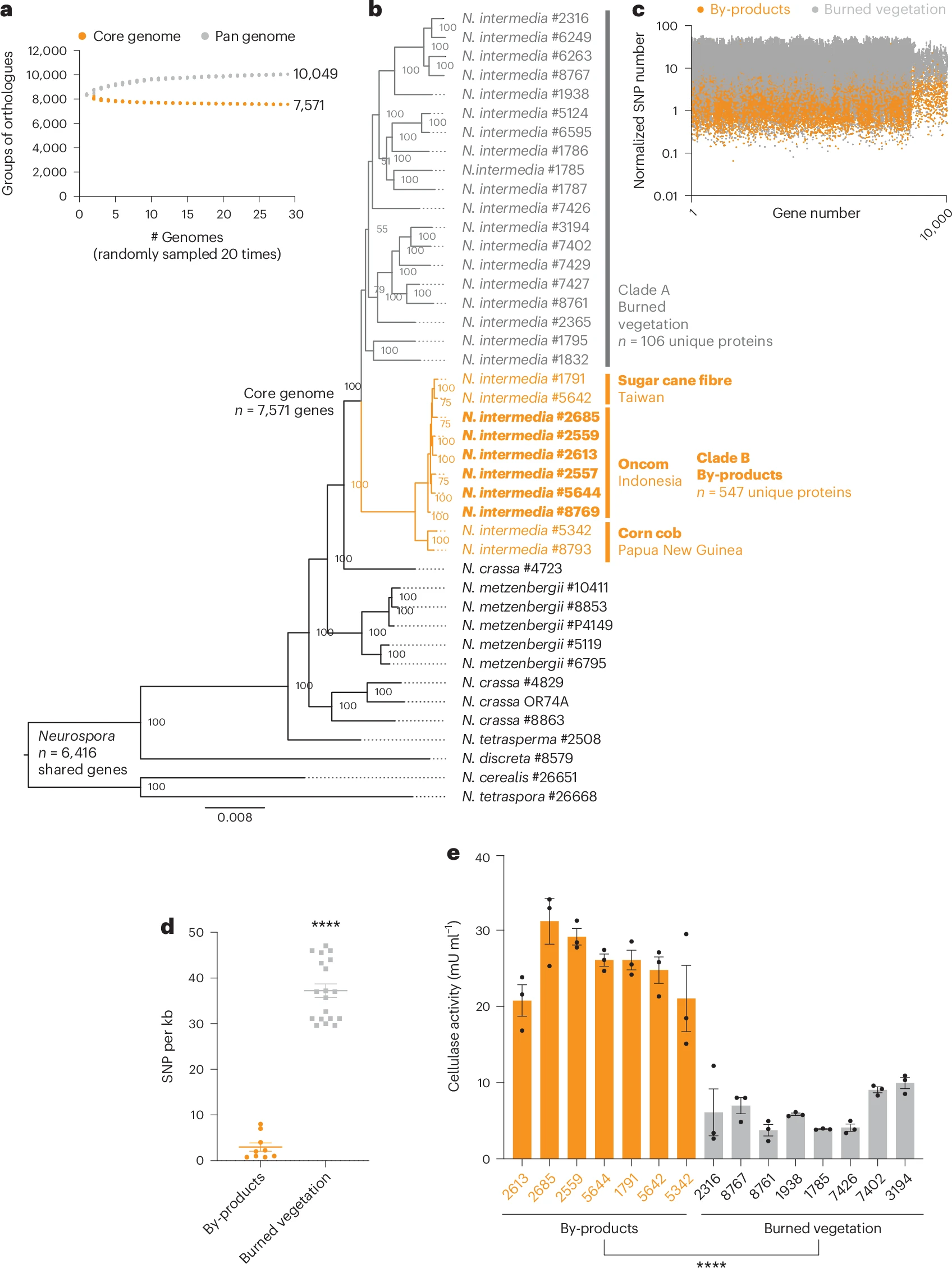 Fig. 3_Neurospora intermedia