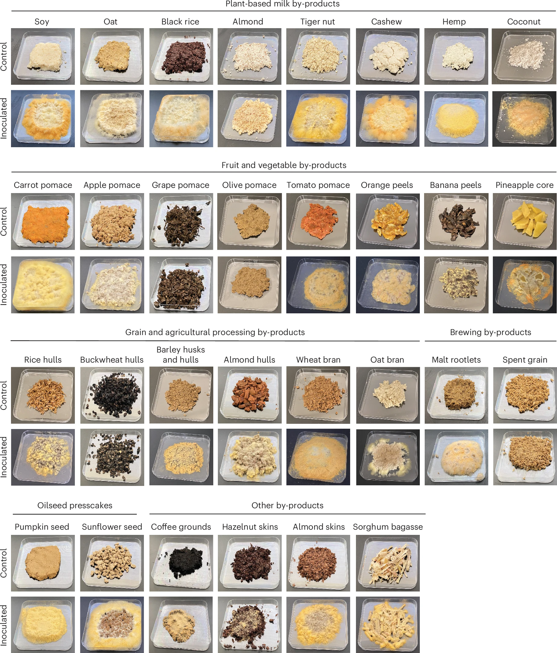 Fig. 4_Neurospora intermedia