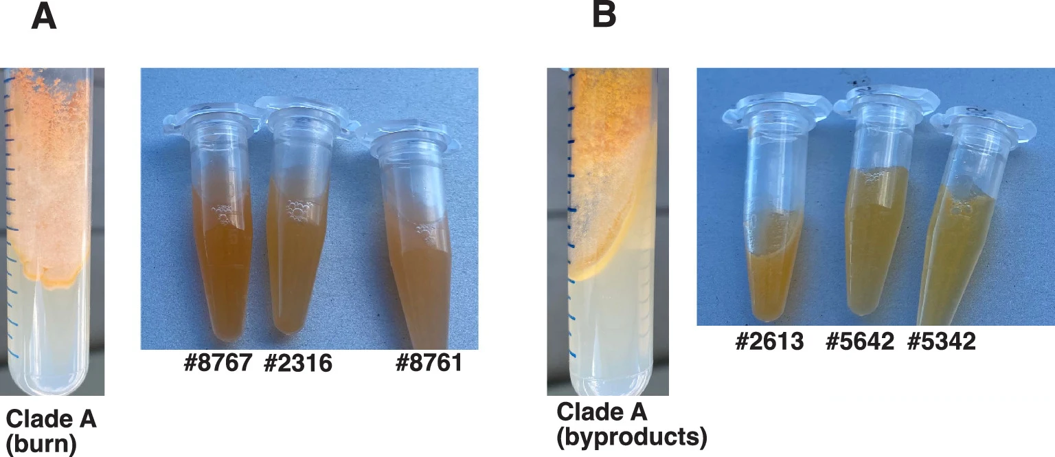 Fig. 7 ext_Neurospora intermedia